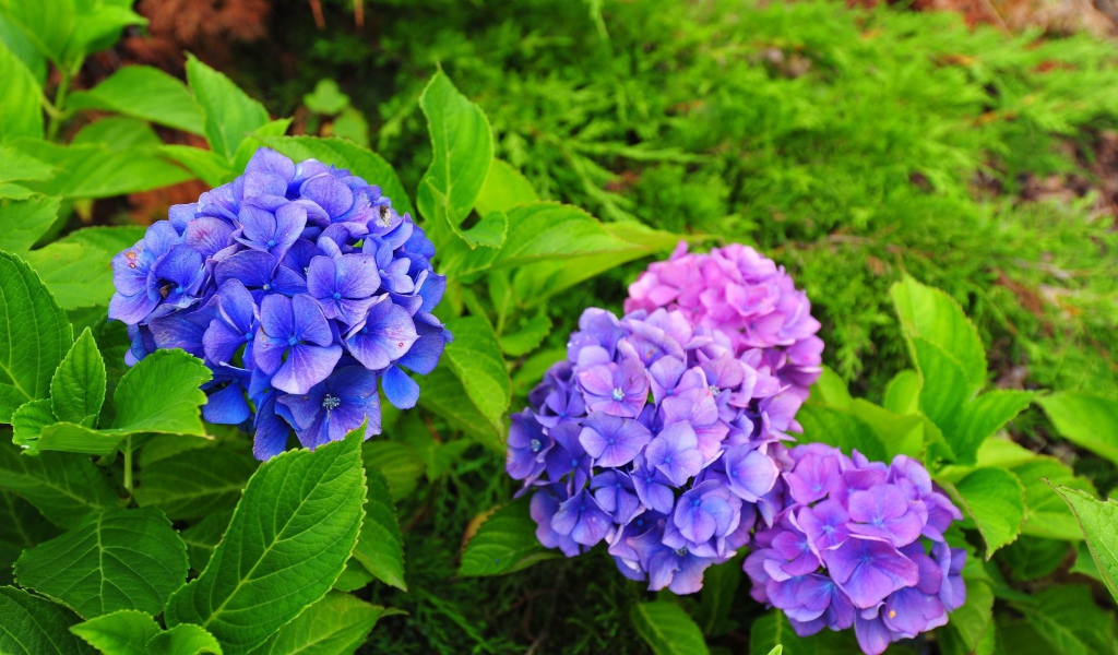 Красивый цветок гортензия в саду