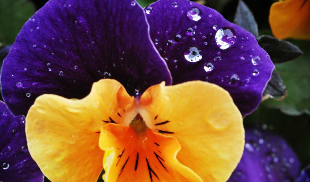 Красивый цветок анютины глазки в саду