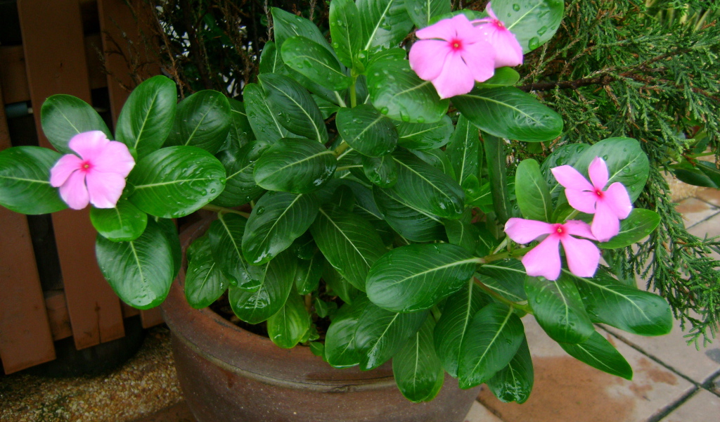 Красивый цветок барвинок в саду