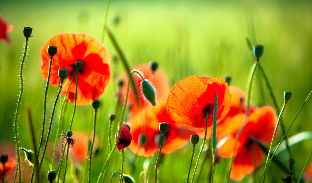 На солнце красивый цветок мак