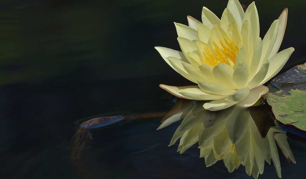 Красивый цветок лилия