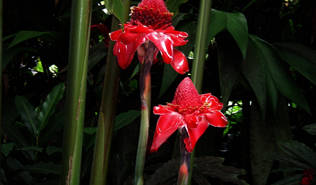 Красивый цветок роскоя на поляне