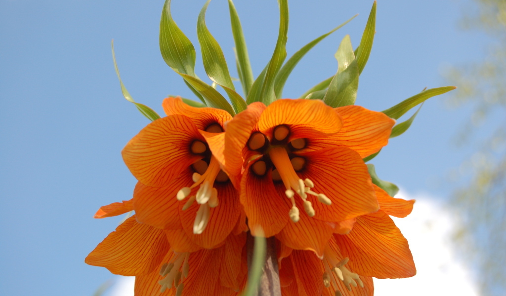 На поляне красивый цветок рябчик императорский