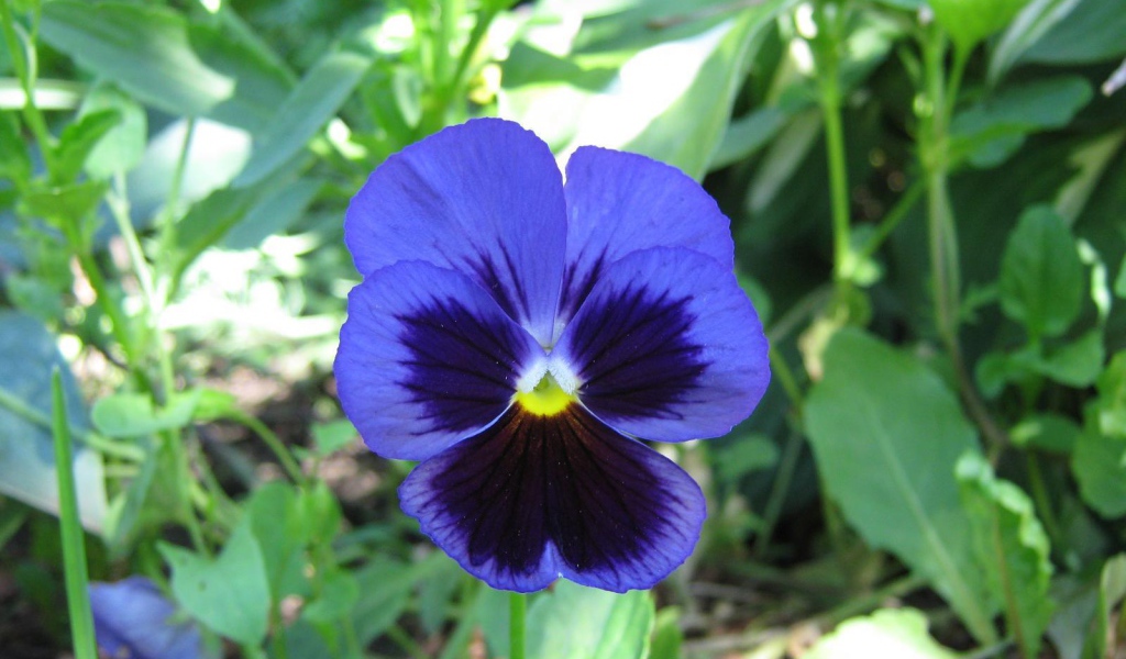 Красивый цветок анютины глазки