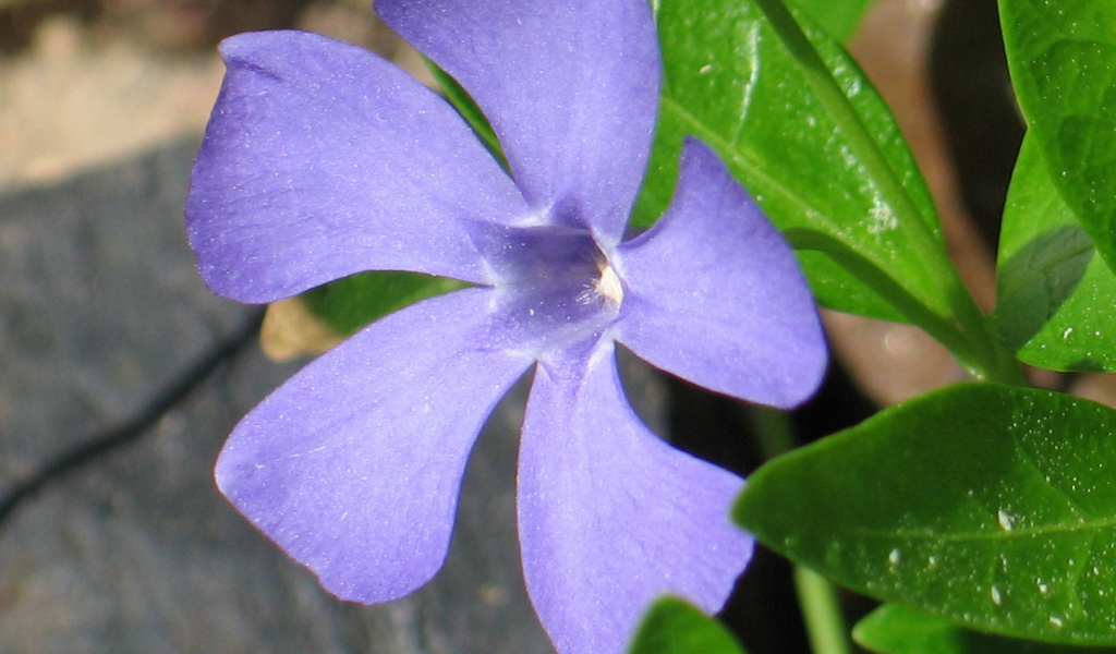 Красивый цветок барвинок на дачном участке