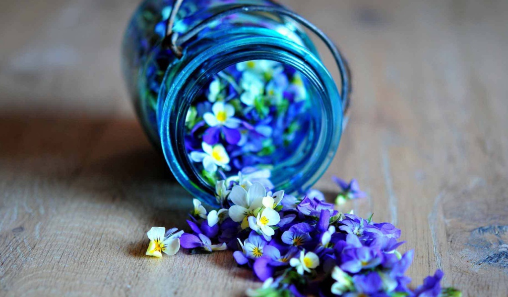 Красивые лепестки цветка виола