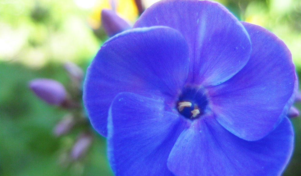 Красивый цветок флокс на поляне