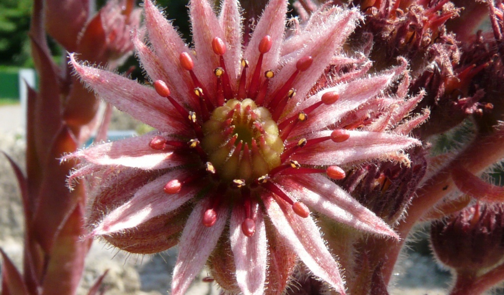 Красивый цветок молодило