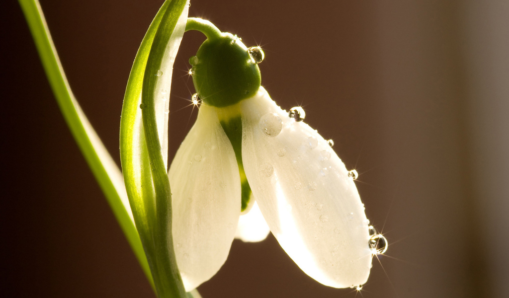 Красивый цветок подснежник