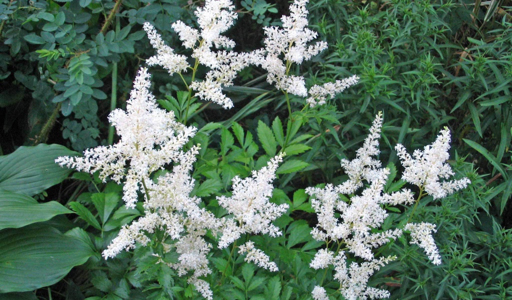 Красивые цветы астильба на клумбе в саду