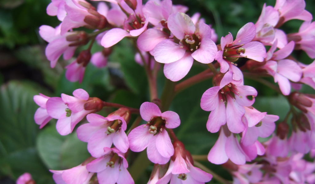 Красивые цветы бадан