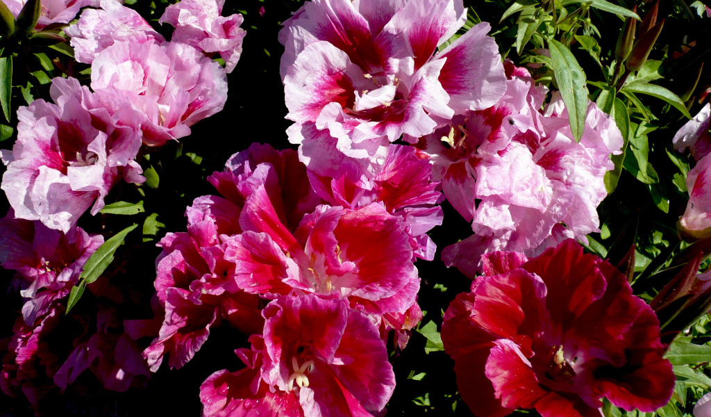 Красивые цветы кларкия (годеция) в саду