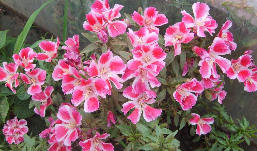 Красивые цветы кларкия (годеция) в парке