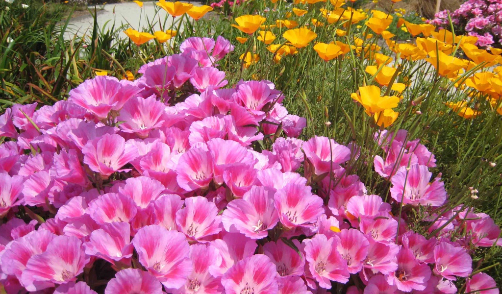 Красивые цветы кларкия (годеция) на поляне