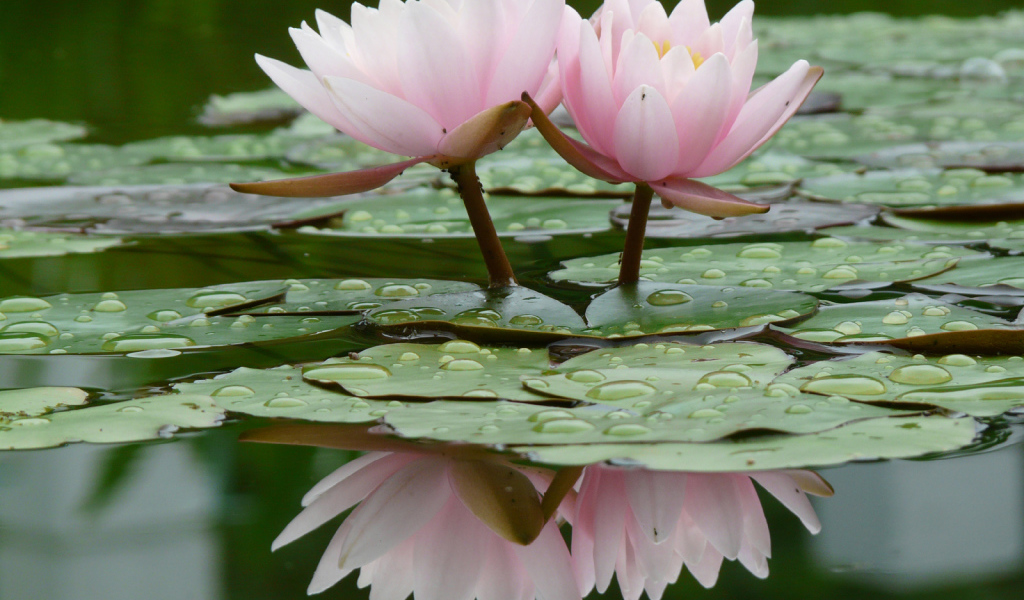 Прекрасные цветы нимфея