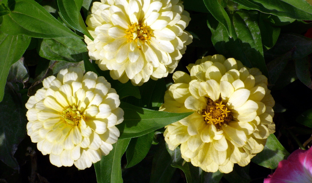 Красивые цветы цинния (циния) в саду