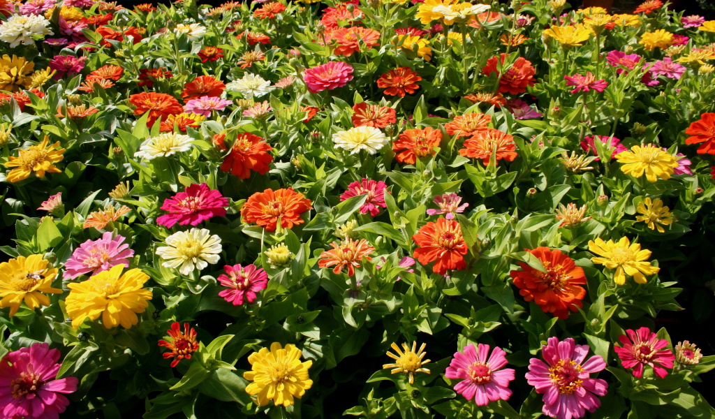 Красивые цветы цинния (циния) в парке