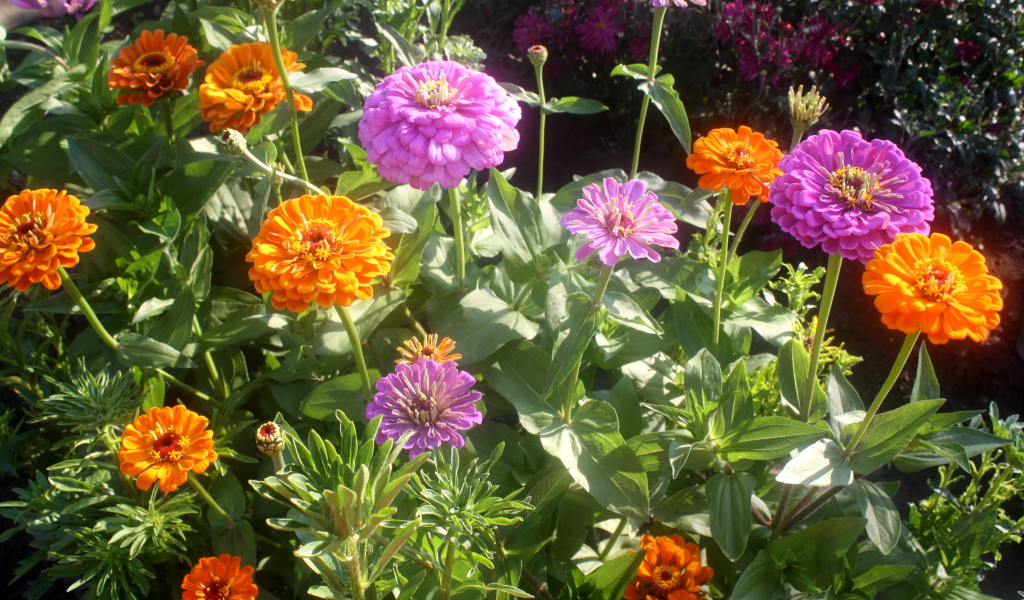 Красивые цветы цинния (циния) на клумбе в саду