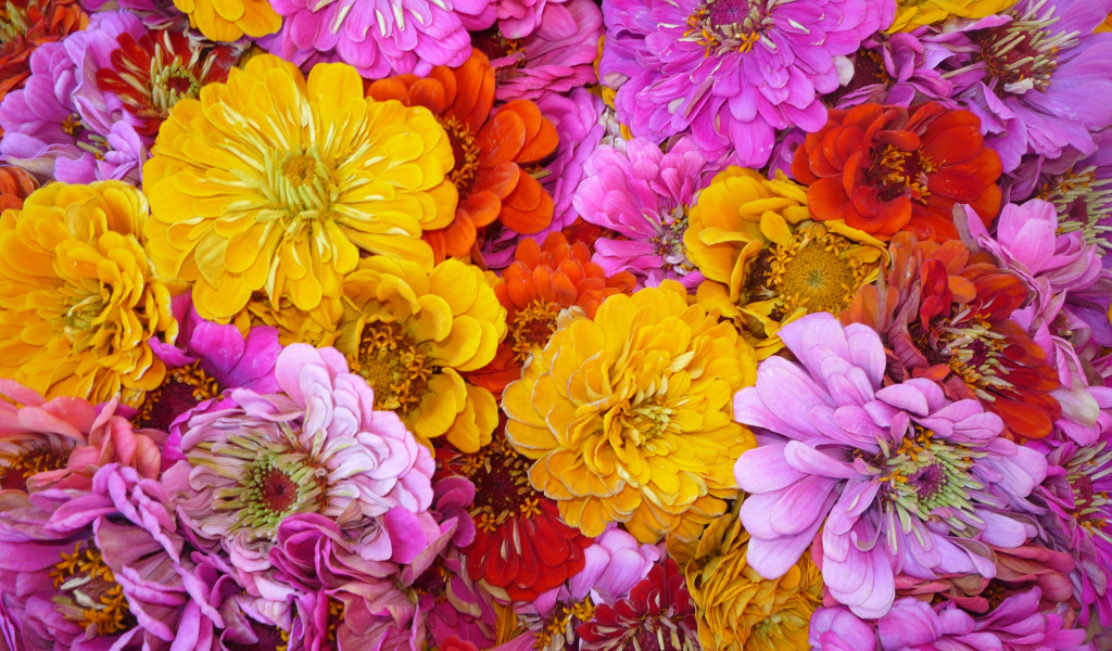 Красивые цветы цинния (циния) на поляне