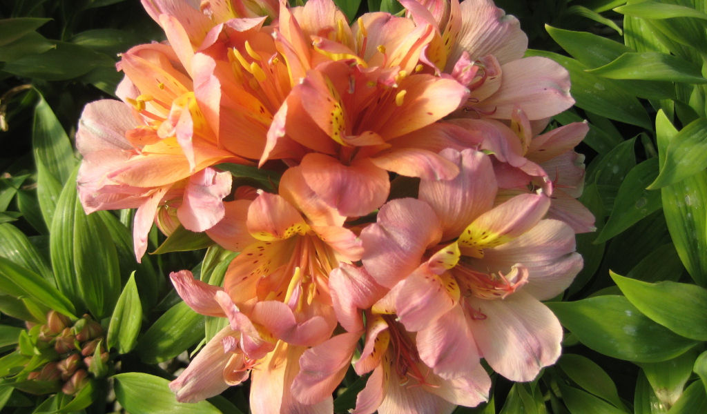 Красивые цветы альстремерия на клумбе в саду