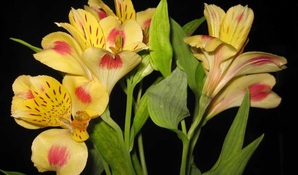 Красивые цветы альстремерия на поляне