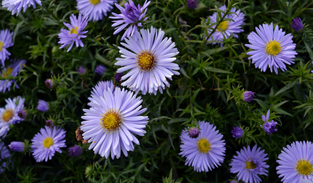 Красивые цветы астра в парке