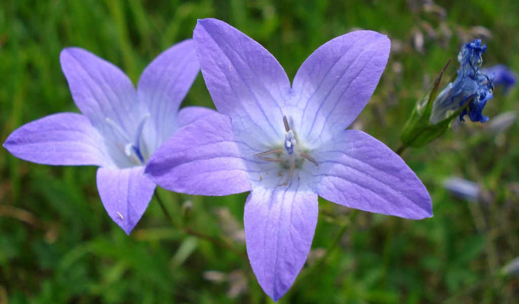 Красивые цветы колокольчик на клумбе в саду