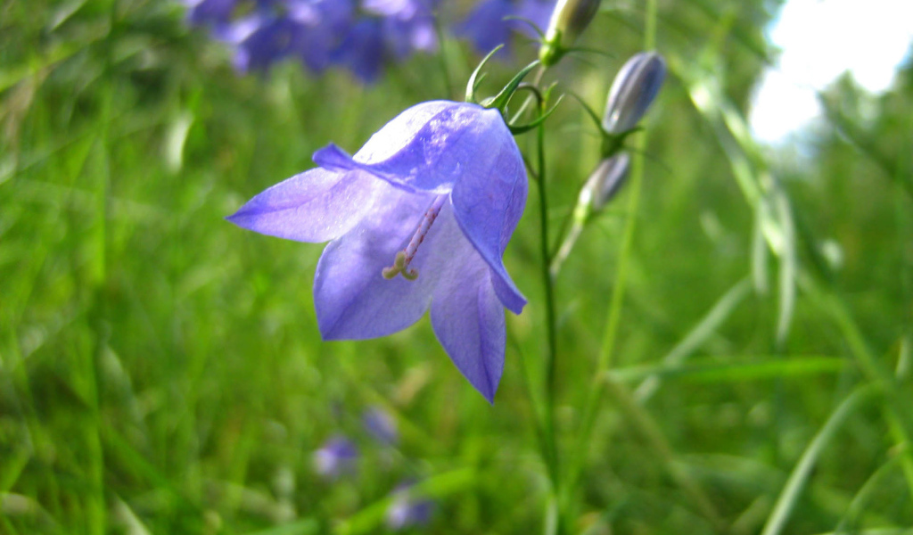 Красивые цветы колокольчик на поляне