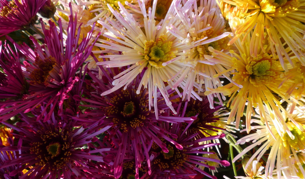 Красивые цветы хризантема в парке