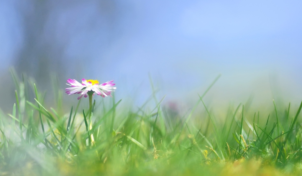 Прекрасные цветы маргаритки