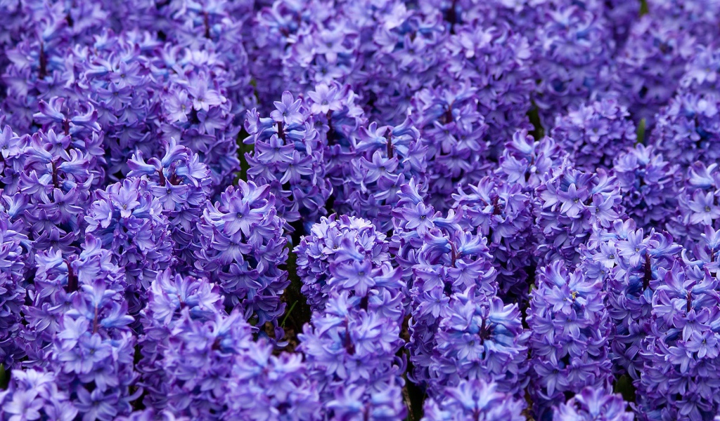 Красивые цветы гиацинты весной на поляне