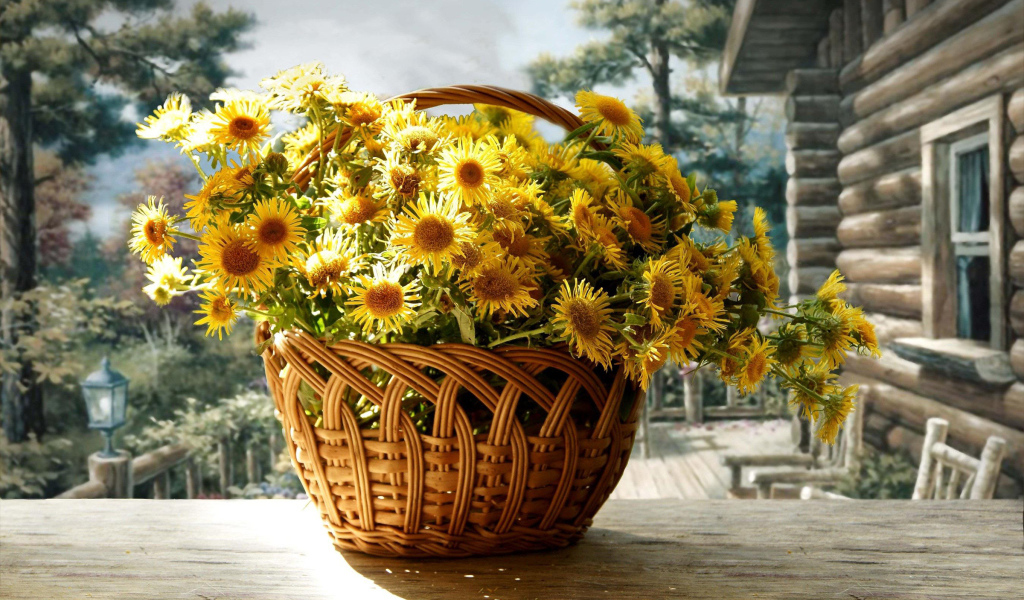 Красивые цветы хризантема в корзине