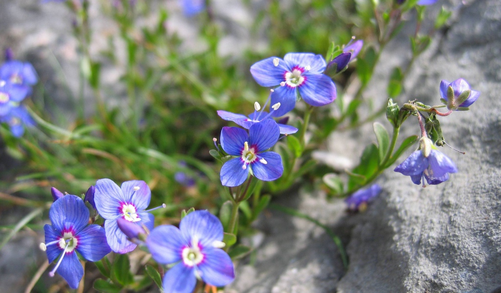 Красивые цветы вероника на клумбе в саду