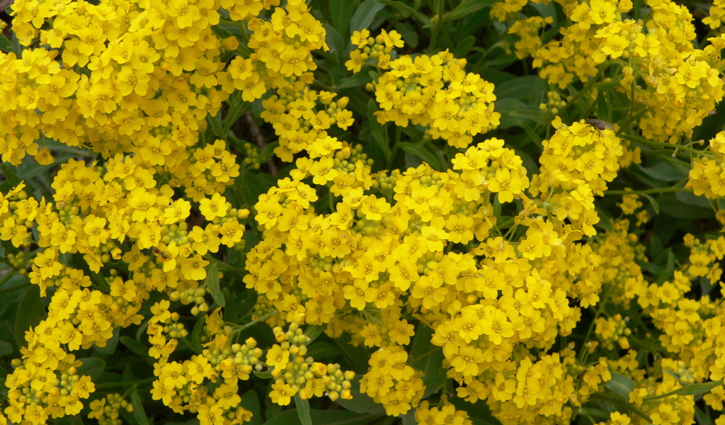 Красивые цветы алиссум на клумбе в саду