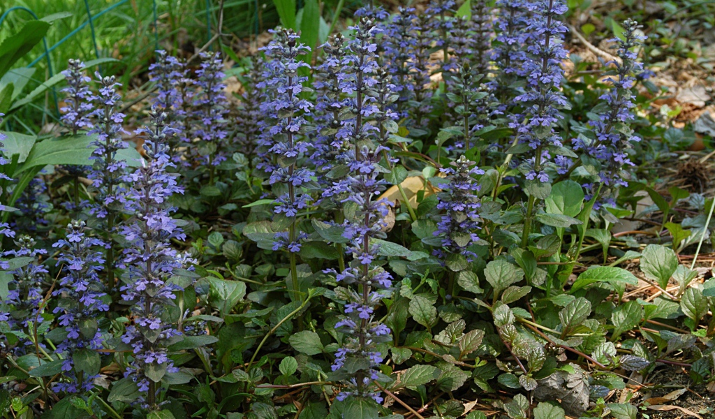 Красивые цветы аюга на клумбе в саду