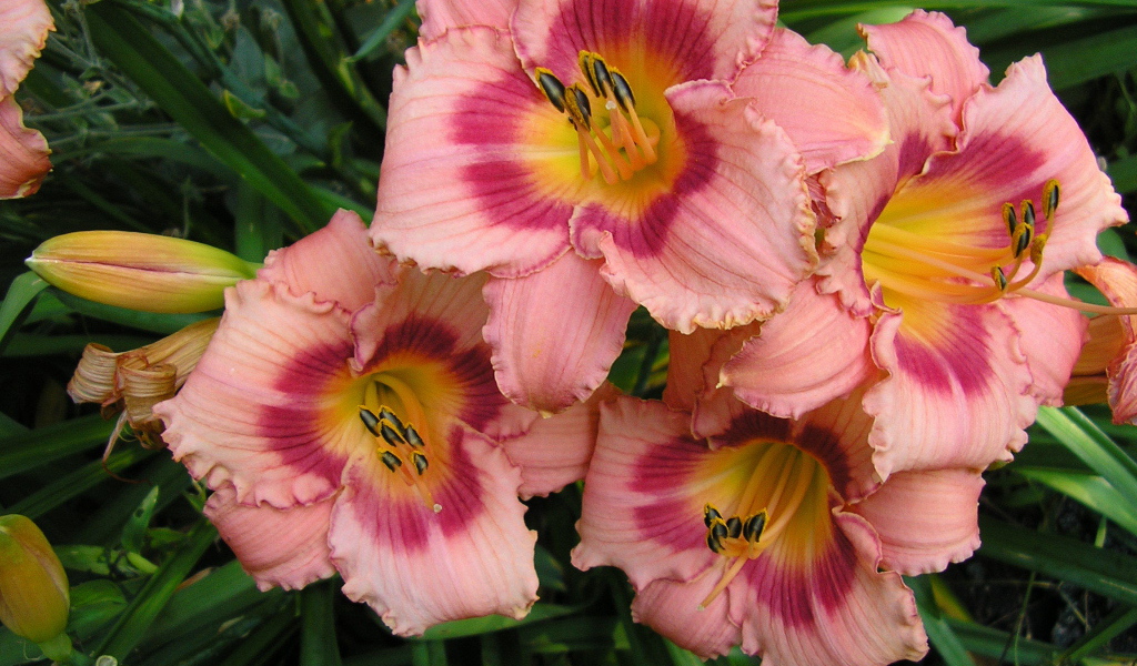 Красивые цветы лилейник на клумбе в саду