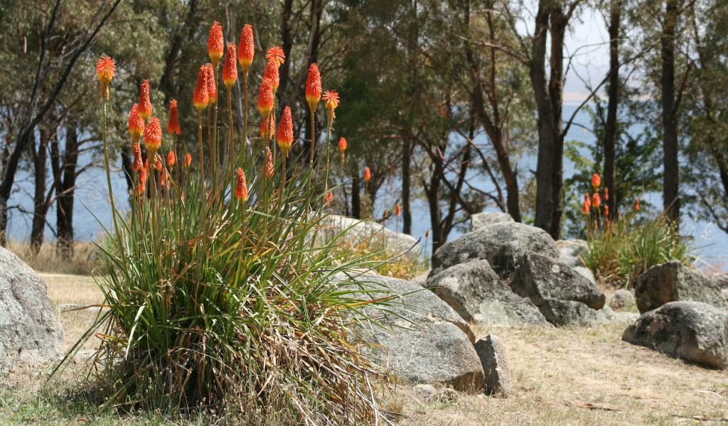 Красивые цветы кникофия на клумбе в саду