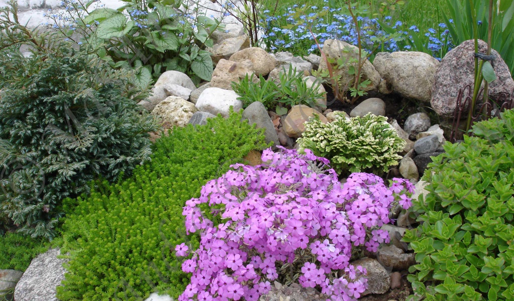 Красивые цветы армерия на клумбе в саду