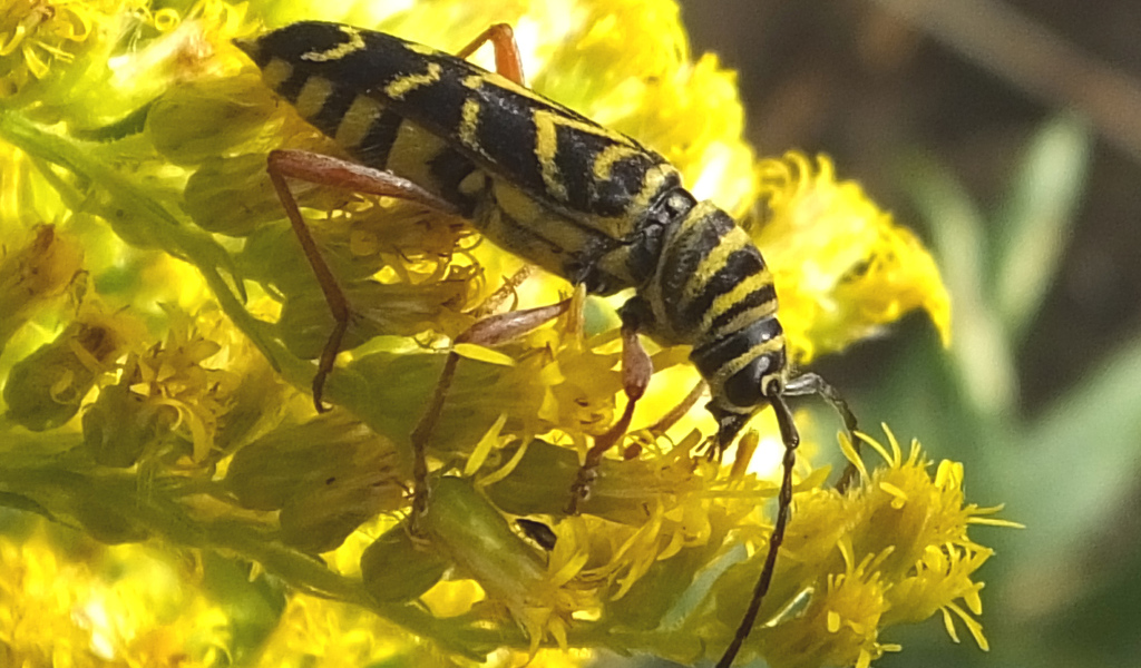 Красивые цветы венидиум на клумбе в саду