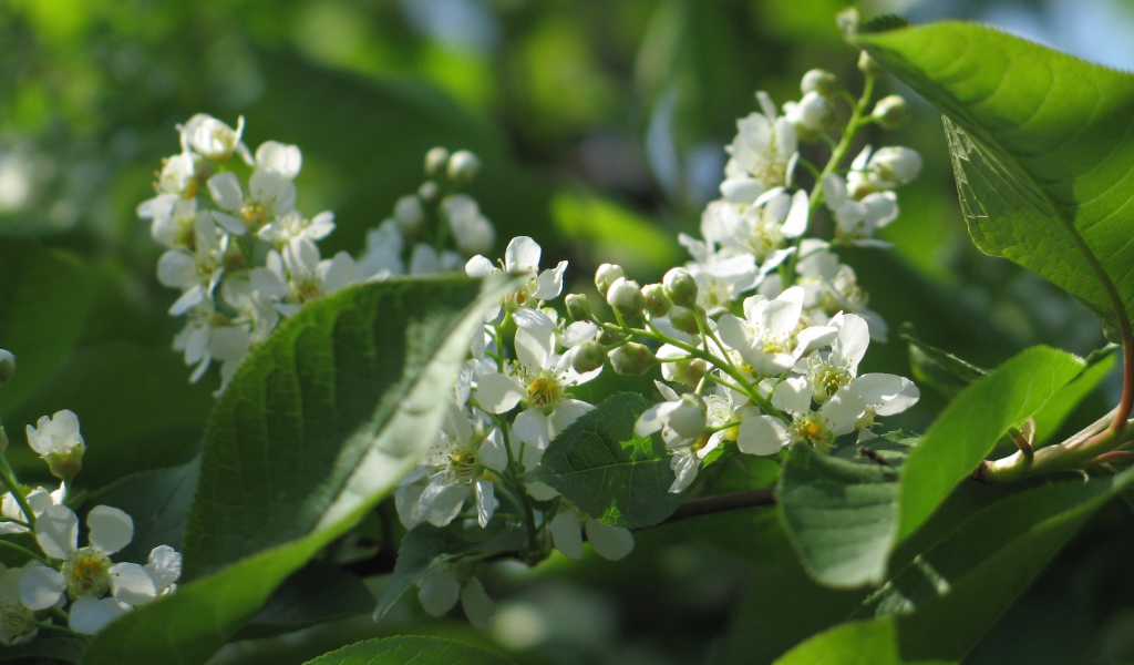 Красивые цветы бадан в лесу