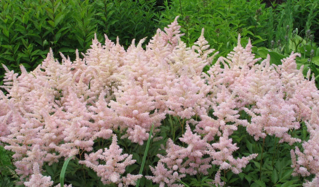 Красивые цветы астильба в саду
