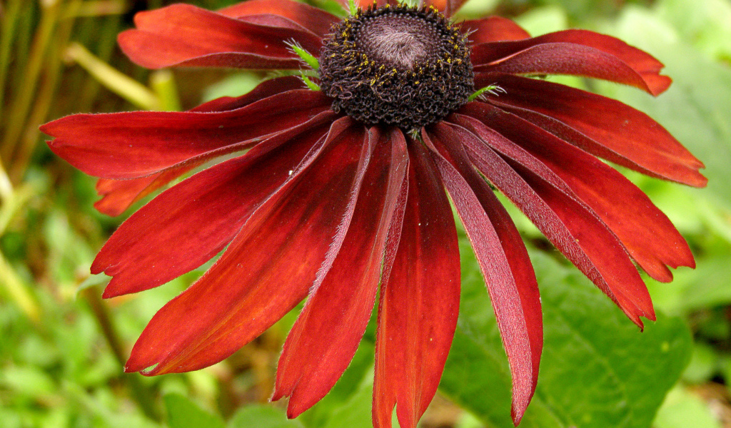 Красивые цветы рудбекия в саду