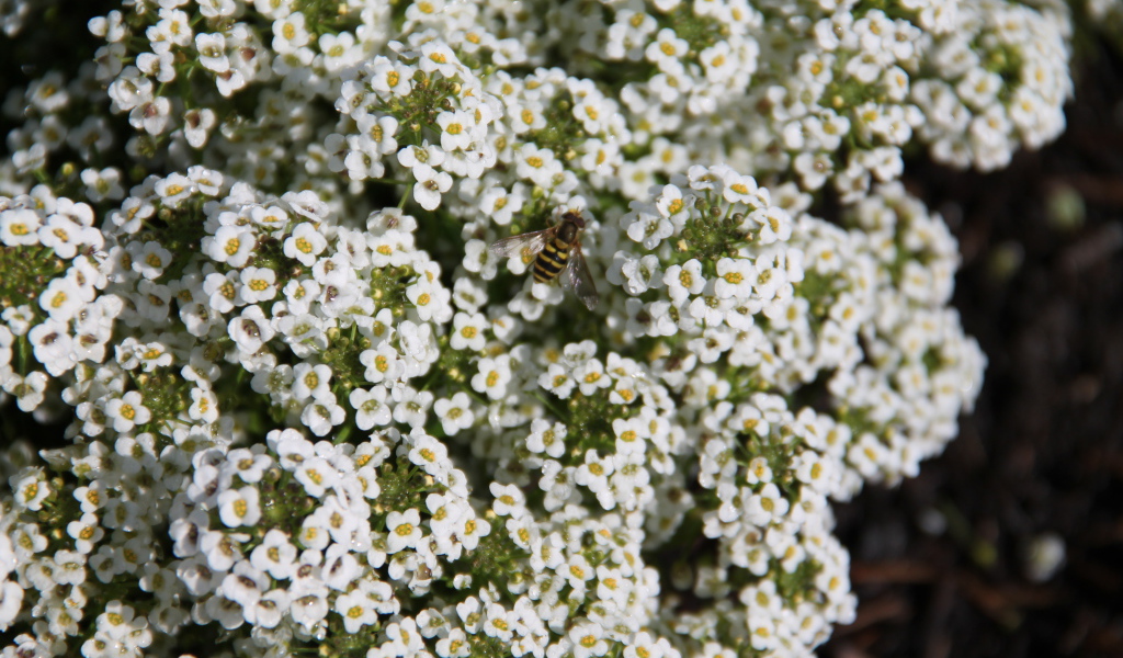 Красивые цветы алиссум в саду