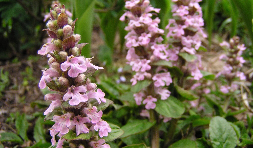 Красивые цветы аюга в саду