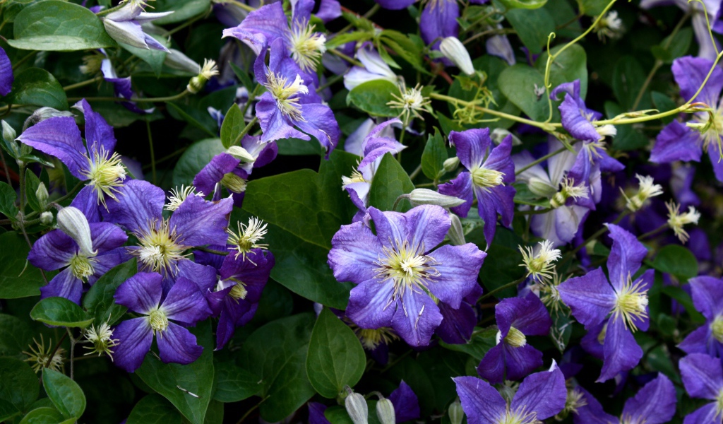 Красивые цветы клематис в саду