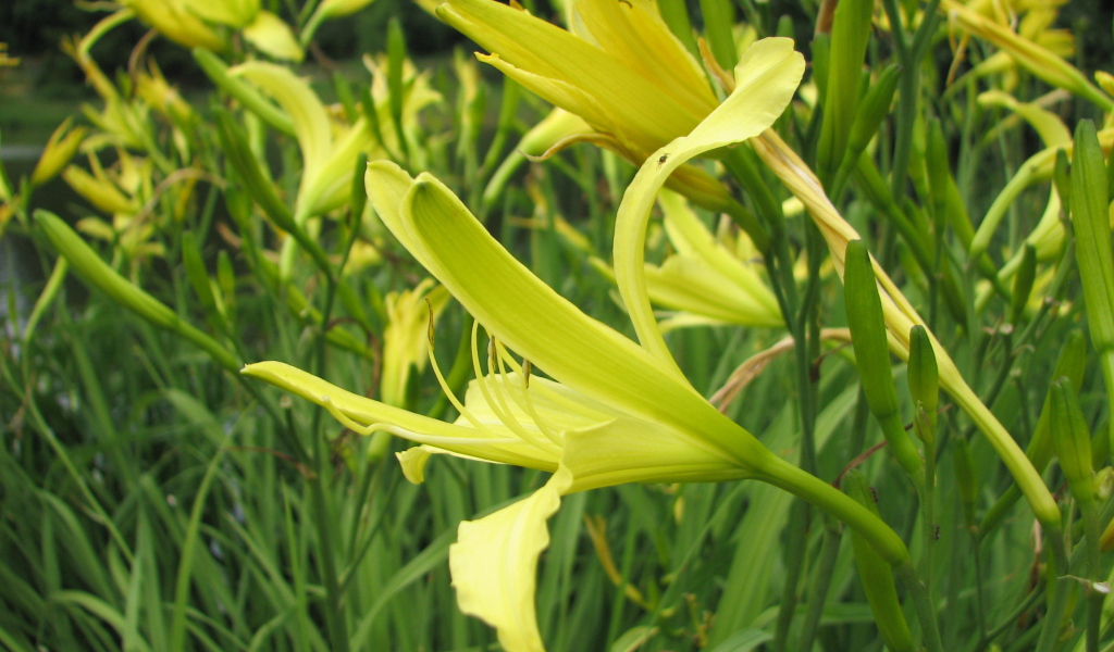 Красивые цветы лилейник в саду