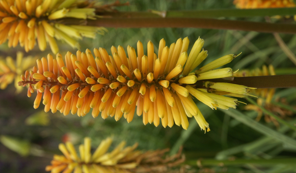 Красивые цветы кникофия в саду