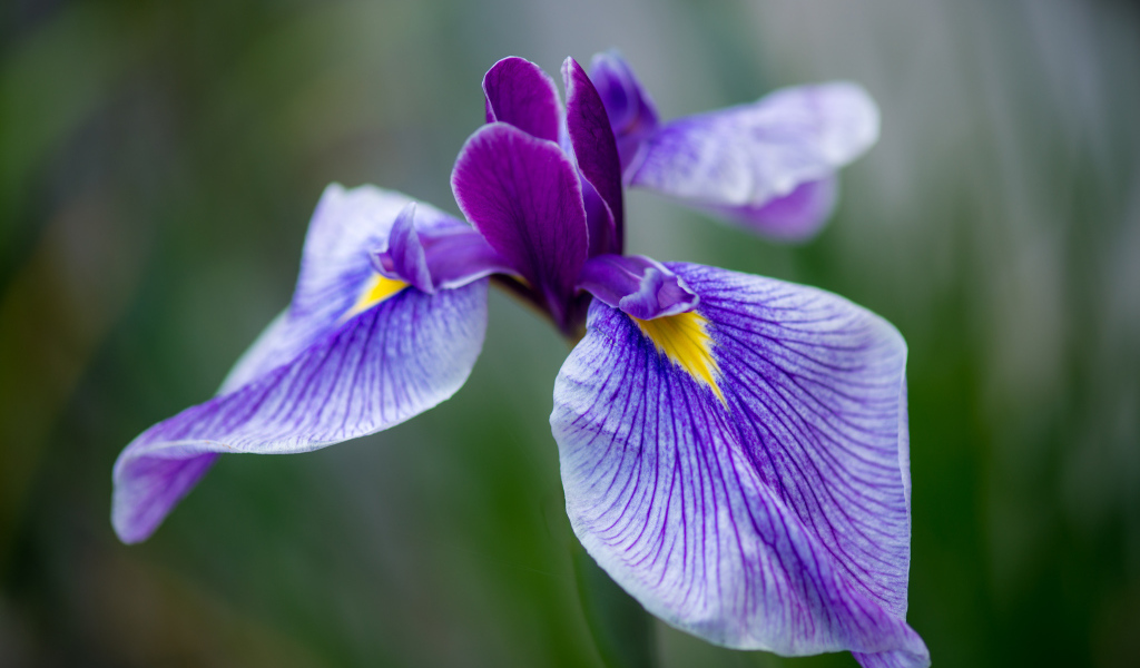 Beautiful flowers in the garden of irises