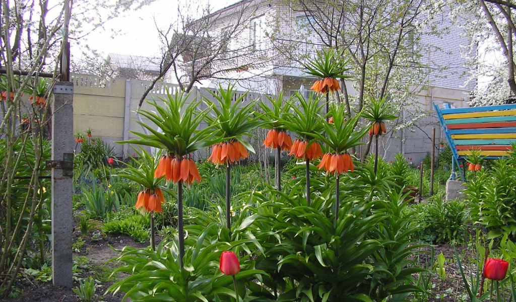 Красивые цветы рябчик императорский в саду