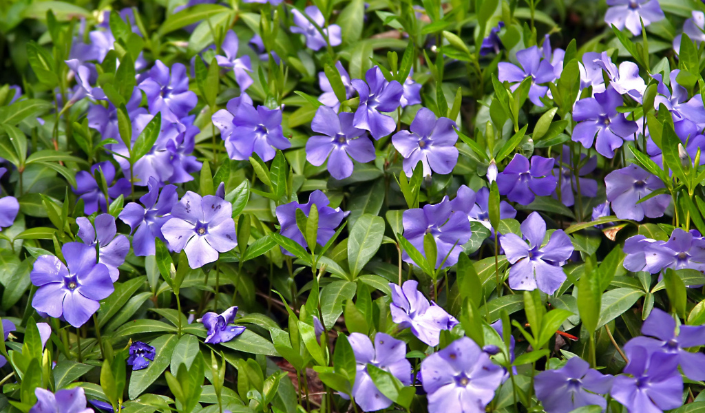 Красивые цветы барвинок в саду